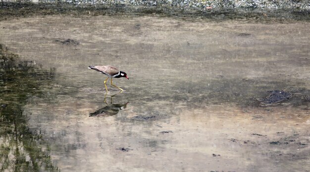 Stelzenläufer (himantopus himantopus).