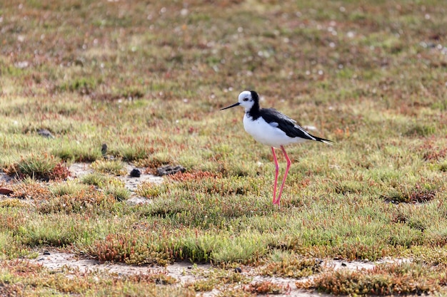 Stelzenläufer (Himantopus Himantopus)