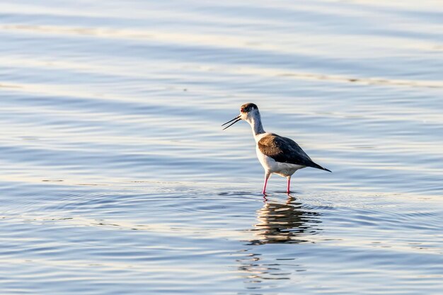 Stelzenläufer im Wasser (Himantopus himantopus) Stelzenläufer