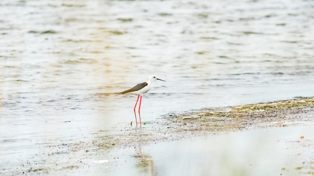 Stelzenläufer Vogel im flachen Wasser (Himantopus Himantopus) Anapa, Russland.