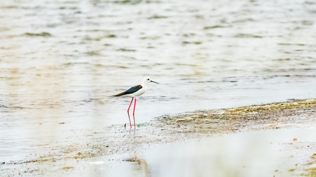 Stelzenläufer Vogel im flachen Wasser (Himantopus Himantopus) Anapa, Russland.