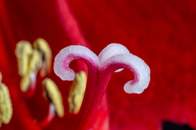 Stempel der roten Amaryllis-Nahaufnahme Makro