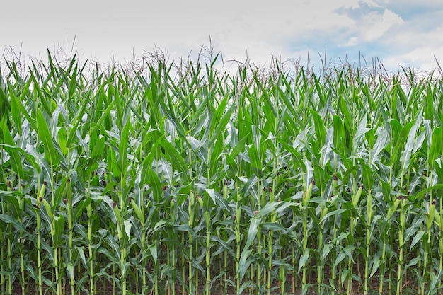 Stems de milho com folhas verdes frescas cultivadas em campo agrícola de campo corn cobs em campo de plantação de milho