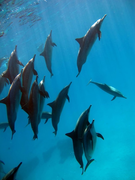 Stenella longirostris ist ein kleiner Delfin.
