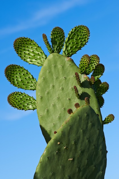 Stenocereus griseus Uma imagem aproximada de cactos espinhosos