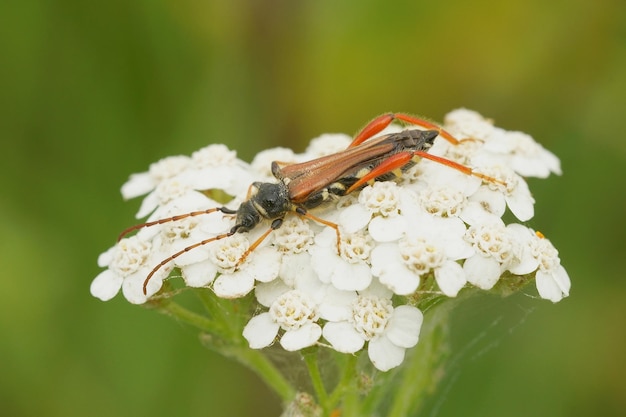 Stenopterus rufus um besouro europeu que prefere visitar flores no verão