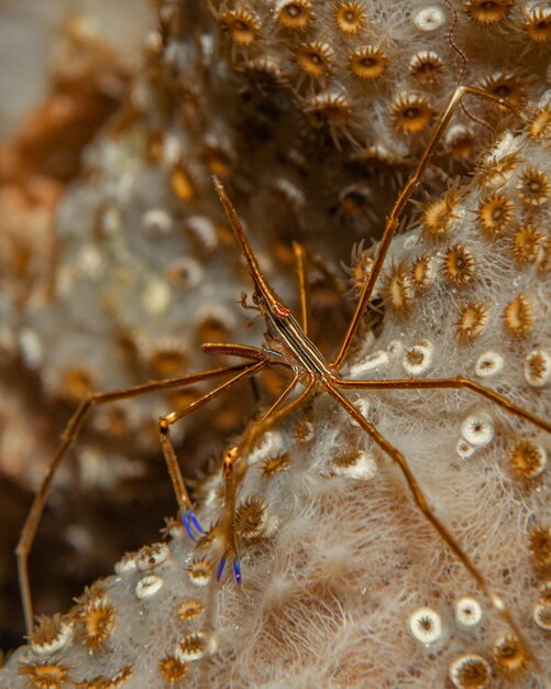 Foto stenorhynchus seticornis también conocido como stenorhynchus