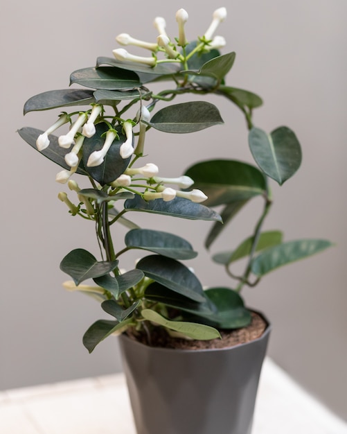 Stephanotis floribunda blanca en planta de flor