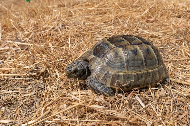 Steppen-Mittelmeerschildkröte auf trockenem Gras