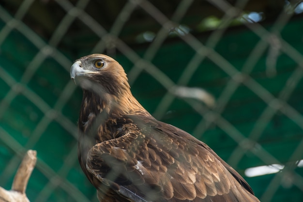 Steppenadler hinter der Gitternahaufnahme im Zoo