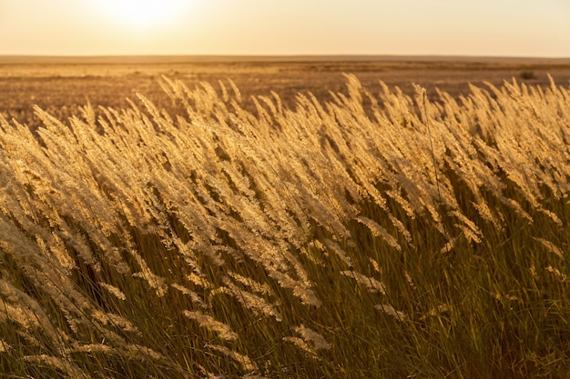 Steppenfedergras in den Strahlen des Sonnenuntergangs