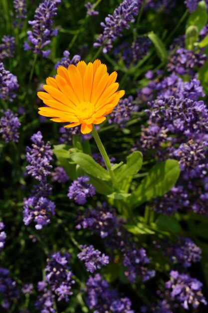 Áster amarelo brilhante com lavanda roxa turva no fundo