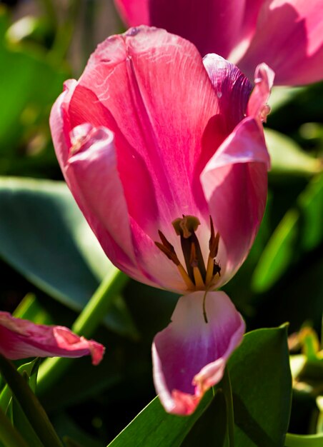 Foto sterbende tulpen