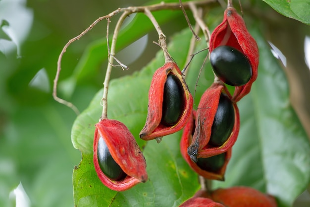 Sterculia monosperma, castaño tailandés, castaño rojo en el árbol