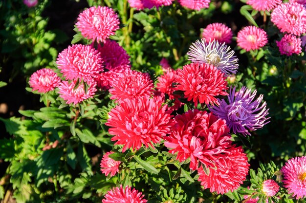 Ásteres multicoloridos em canteiros de flores no jardim