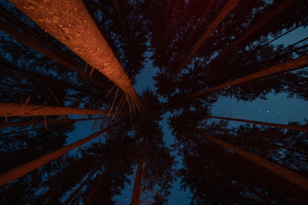 Sterne im Wald bei Nacht hohe Bäume und Sternenhimmel