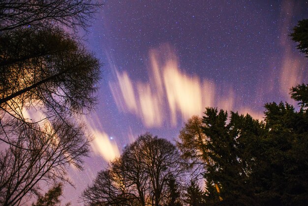 Sternenhimmel durch die Bäume