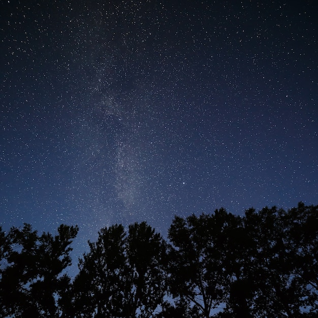 Sternenhimmel über den Baumwipfeln im Wald.