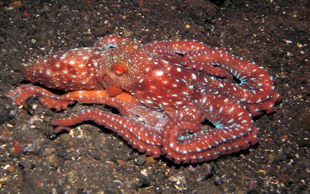 Sternennachtkrake - Callistoctopus luteus. Meeresleben von Bali.