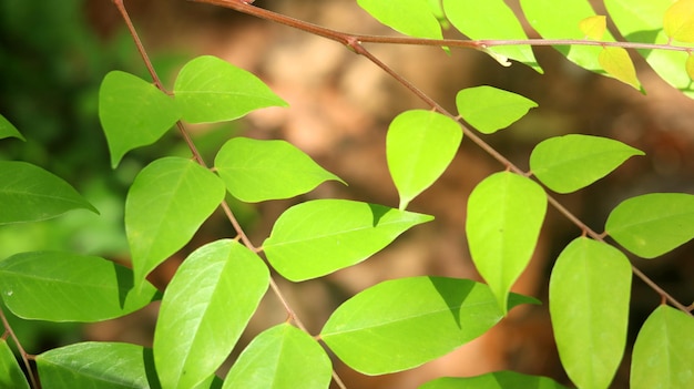 Sternfruchtblätter auf einem Baum, der der Morgensonne ausgesetzt ist, so dass er hell aussieht Naturhintergrund