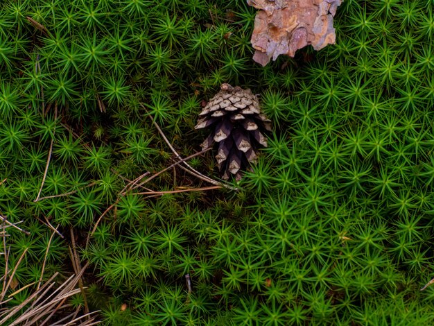 Sternmoos polytrichum commune von oben gesehen