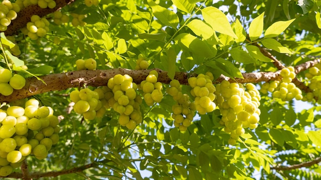 Sternstachelbeere auf Baum und Morgenlicht Nahaufnahme und Kopienraum für Textkonzept von Bio-Obst