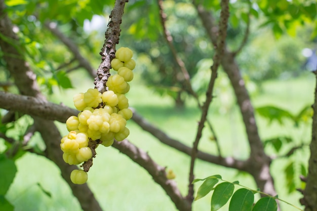 Sternstachelbeerfrucht. Phyllanthus acidus,