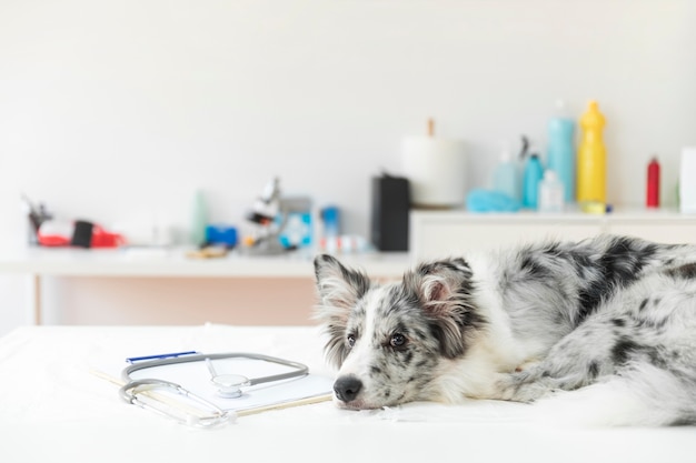 Stethoskop auf Klemmbrett mit dem Hund, der auf Operationstisch in der Klinik liegt