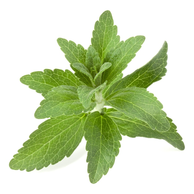 Stevia-Blätter Stücke isoliert auf weißem Hintergrund ausgeschnitten