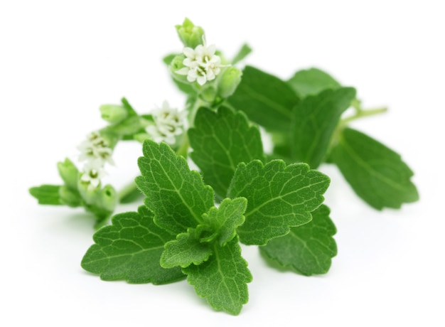 Stevia - ein Zuckerersatz isoliert auf weißem Hintergrund