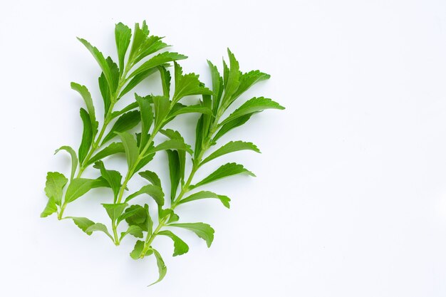 Stevia geht auf weißer Oberfläche