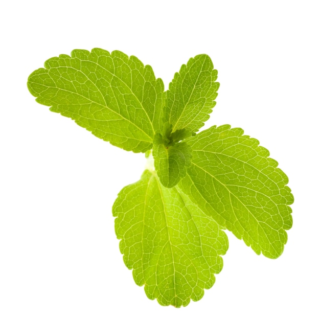 Stevia rebaudiana deja aislado sobre fondo blanco.