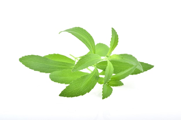 Stevia rebaudiana indsolated auf weißem backgrou