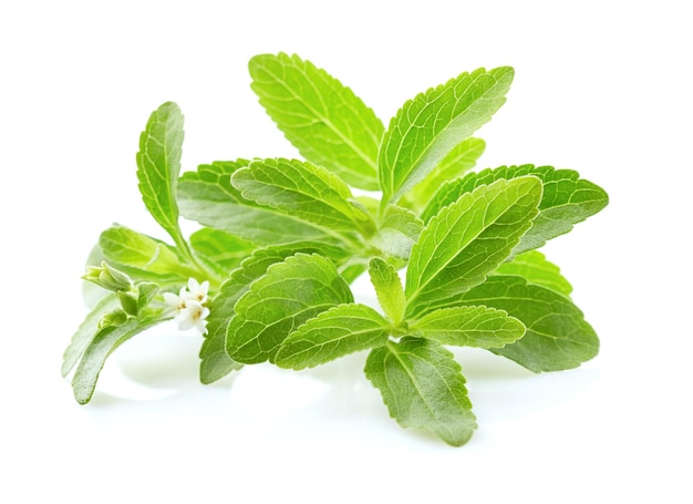 Foto stevia rebaudiana y sus derivados