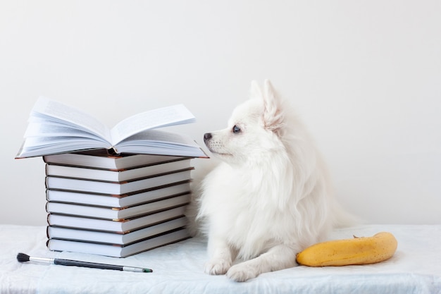 Ästhetik liegt ein schöner weißer kleiner Pommerschen Hund neben einem Stapel Bücher und einer Banane. Lernkonzept, Schule, Lesen, Literatur