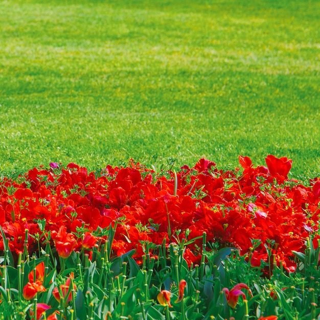 Ästhetik Tapete Blumen. Rote Tulpe Blüte Hintergrund.