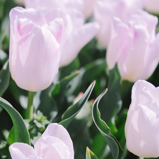 Ästhetik Tapete Blumen. Weiße Tulpe-Mode-Hintergrund.