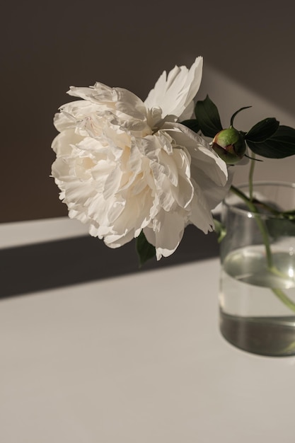 Ästhetische Luxusblumenkomposition Elegante zarte weiße Pfingstrose in Glasvase, die Sonnenlichtschatten auf weißen Tisch wirft