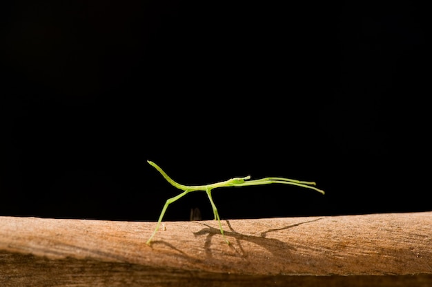 Stickbug en pared negra