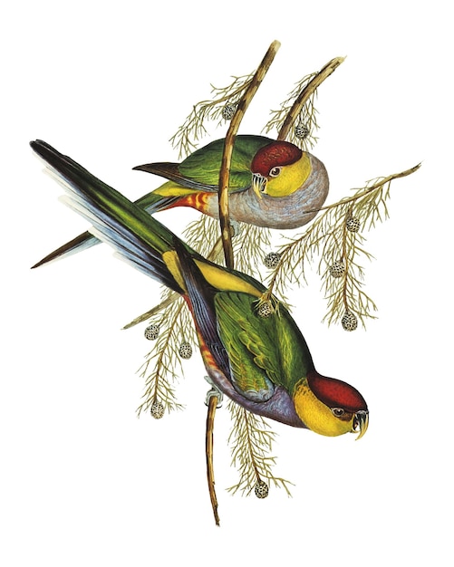 Sticker de pájaro png de pajarito de tapa roja de fondo transparente