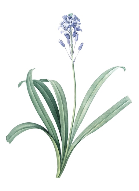 Sticker png de bluebell español Ilustración botánica de época Con fondo transparente