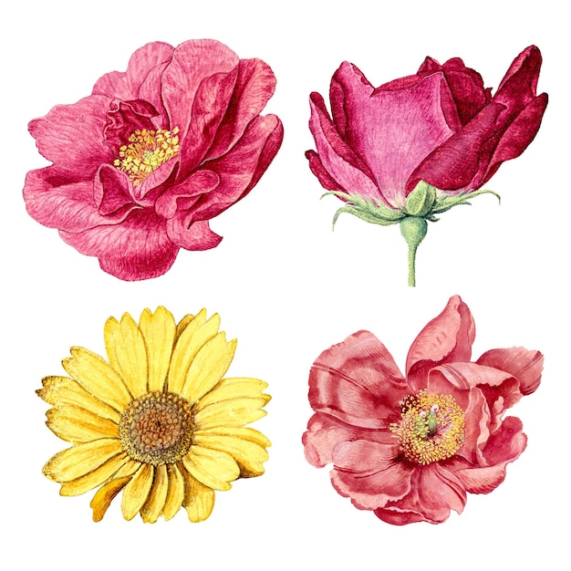 Sticker png de flores antiguas estética ilustración floral conjunto de elementos de diseño clásico