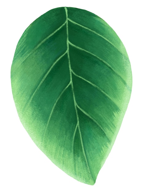 Sticker png de hoja verde con ilustración botánica y fondo transparente