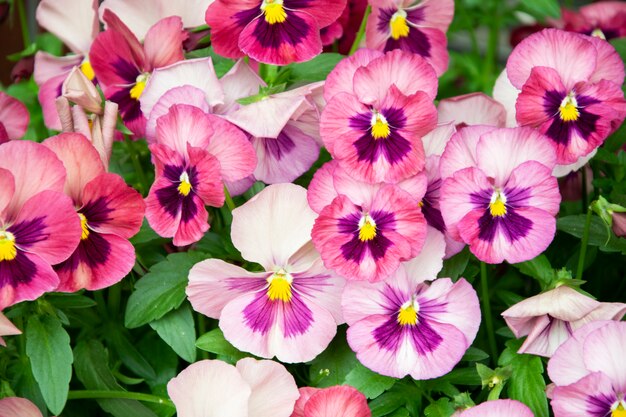 Foto stiefmütterchen blüht rosa frühlingsfarben gegen einen üppigen grünen hintergrund.