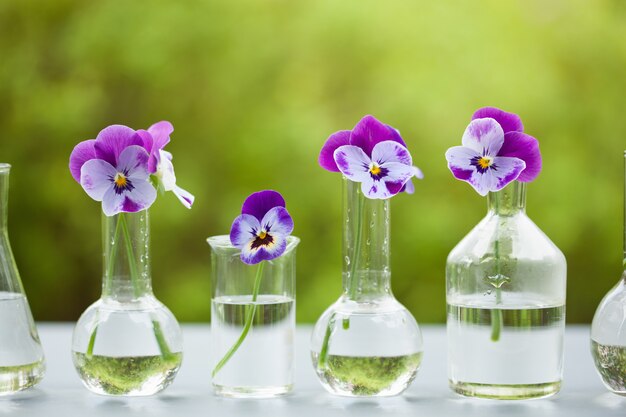 Stiefmütterchen Blumen in chemischen Glaswaren, Tischdekoration im Garten