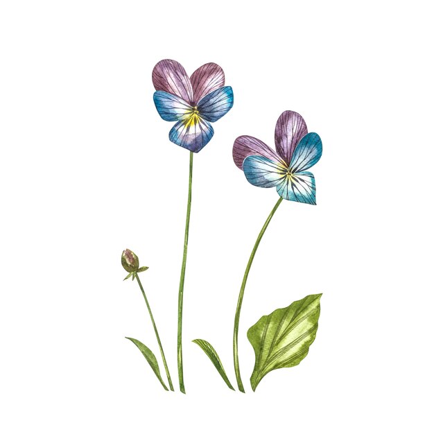 Stiefmütterchen- oder Gänseblümchenblume Botanische Illustration des Aquarells.