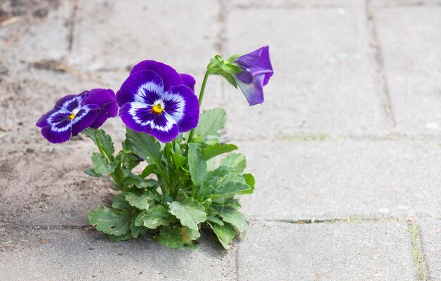 Foto stiefmütterchen sprossen im asphalt