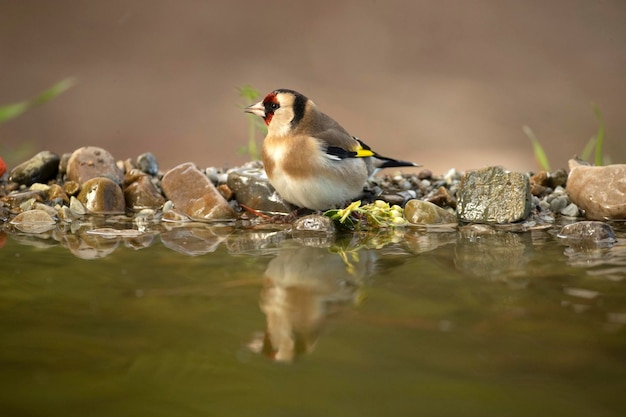 Stieglitz an einer Wasserstelle in einem Eichen- und Kiefernwald mit den letzten Lichtern