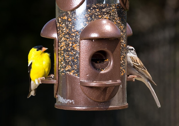 Stieglitz frisst vom Vogelhäuschen