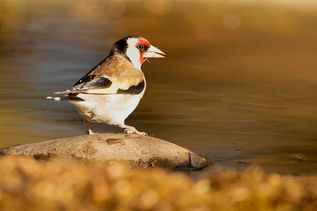 Foto stieglitz in einer natürlichen wasserstelle im sommer mit dem ersten licht des tages